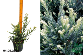 Секвойя вечнозеленая Адпресса (Sequoia sempervirens Adpressa) С2,5