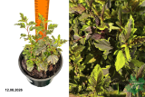 Пузыреплодник калинолистный Мозайка (Physocarpus opulifolius Mozaika) С3 лс
