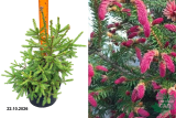 Ель обыкновенная Ридал (Picea abies Rydal) С7,5