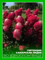 Гортензия метельчатая Самарская Лидия
