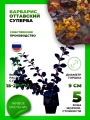 Барбарис оттавский Суперба