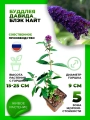 Буддлея Давида Блэк Найт