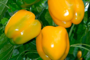 Перец Игало