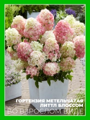 Гортензия метельчатая Литтл Блоссом