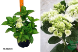 Гортензия крупнолистная Ховария Холибел (Hydrangea macrophylla Hovaria Holibel) С5