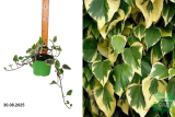 Плющ Глория де Маренго (Hedera algeriensis Gloire de Marengo) С2 лс