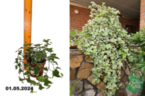 Хедера Хеликс Ева (Hedera helix Eva)  Р13