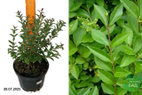 Бирючина обыкновенная Атровиренс (Ligustrum vulgare Atrovirens) С3