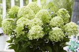 Гортензия метельчатая Вайтлайт (Hydrangea paniculata Whitelight) С3 х