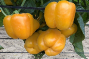 Перец Оранжевое чудо