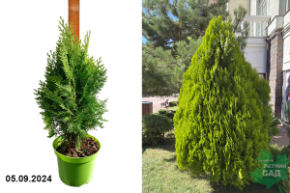 Плосковеточник восточный Ауреа Нана С3 а