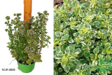 Душица обыкновенная Вариегатум (Origanum Variegata) С1,5