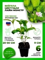 Вейгела цветущая Лайм Монстр