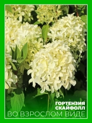 Гортензия метельчатая Скайфолл