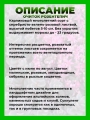 Очиток васильковый Розентепич