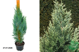 Кипарисовик Лавсона Вайт Спот (Chamaecyparis Lawsoniana White Spot) C3 Б