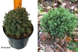 Ель канадская Блу Планет (Picea glauca Blue Planet) С2,5