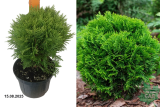 Туя западная Даника (Thuja occidentalis Danica) С3 х