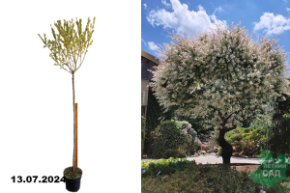 Ива цельнолистная Хакуро-Нишики (Salix Integra Hakuro-Nishiki) (штамб 120-150 см) С5.png+