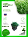 Осока гибридная Битлз