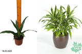 Драцена Фрагранс Варнески (Dracaena Fragrans Warneckii) Р12