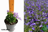 Колокольчик Портеншлага Ирис (Campanula Portenschlagiana Iris) С1