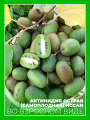 Актинидия острая Иссаи
