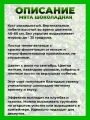Мята Шоколадная