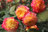 Роза флорибунда Гартенспасс (Rosa Floribunda Gartenspass) ОКС