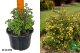 Лапчатка кустарниковая Цитрус Тарт (Potentilla fruticosa Citrus Tart) С3 лс