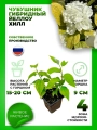 Чубушник гибридный Йеллоу Хилл