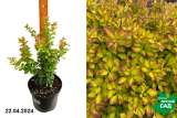 Барбарис Тунберга Лимончелло (Berberis thunbergii Limoncello) С3 х