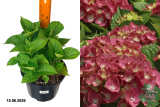 Гортензия крупнолистная Грюнес Гевёльбе (Hydrangea macrophylla Grunes Gewolbe) С5 лс