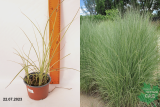 Мискантус китайский Монинг Лайт (Miscanthus sinensis Morning Light) Р12