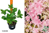 Гортензия крупнолистная Флориа (Hydrangea macrophylla Floria) С3 лс