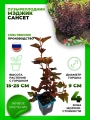 Пузыреплодник калинолистный Мэджик Сансет