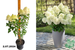 Hydrangea paniculata Whitelight