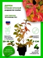 Дерен кроваво-красный Мидвинтер Файер