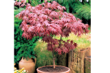 Клен пальмолистный Атропурпуреум (Acer palmatum Atropurpureum) С20