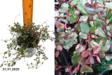 Мюленбекия комплекса Пинк Камуфляж (Muehlenbeckia complexa Pink Camouflage) Р12