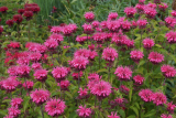 Монарда гибридная Крофтвей Пинк (Monarda Croftway Pink) С2