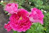 Роза английская Кейт (Rosa еnglish Kate) ОКС