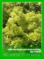 Гортензия метельчатая Би Грин