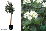 Калина вечнозеленая (штамб 90) (Viburnum tinus) С7,5