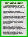 Буддлея Давида Вистерия Лэйн