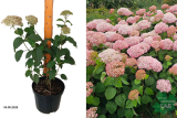 Гортензия древовидная Стэнд Ап Пинк (Hydrangea arborescens Candybelle Stand Up Pink) С3