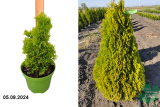 Туя западная Голден Смарагд (Thuja occidentalis Golden Smaragd) С3