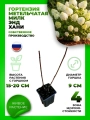 Гортензия метельчатая Милк энд Хани