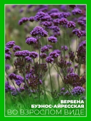 Вербена бонарская (буэнос-айресская)