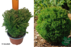 Thuja occidentalis Teddy